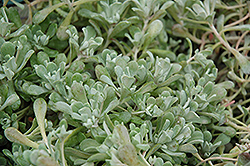 Cape Blanco Stonecrop (Sedum spathulifolium 'Cape Blanco') at GardenWorks