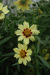 Red Shift Tickseed (Coreopsis 'Red Shift') at GardenWorks