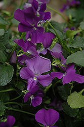 Purple Showers Pansy (Viola 'Purple Showers') at GardenWorks