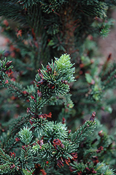 Hillside Upright Dwarf Blue Spruce (Picea pungens 'Hillside Upright') at GardenWorks