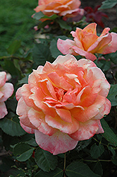 Tahitian Sunset Rose (Rosa 'Tahitian Sunset') at GardenWorks