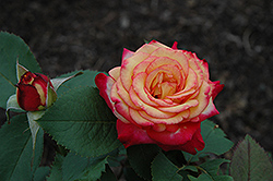 Mardi Gras Rose (Rosa 'Mardi Gras') at GardenWorks