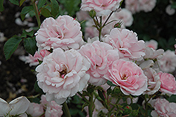 Bonica Rose (Rosa 'Meidomonac') at GardenWorks