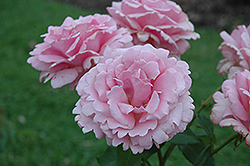 Memorial Day Rose (Rosa 'Memorial Day') at GardenWorks