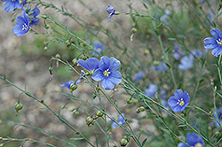 Sapphire Perennial Flax (Linum perenne 'Sapphire') at GardenWorks