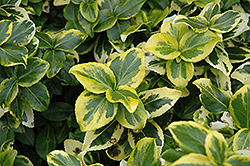 Gold Prince Wintercreeper (Euonymus fortunei 'Gold Prince') at GardenWorks