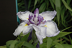 Cascade Spice Japanese Iris (Iris ensata 'Cascade Spice') at GardenWorks