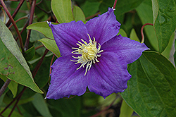 Will Goodwin Clematis (Clematis 'Will Goodwin') at GardenWorks