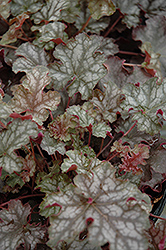 Can Can Coral Bells (Heuchera 'Can Can') at GardenWorks