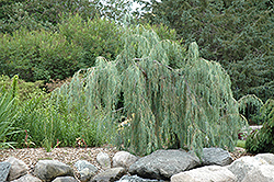 Tolleson's Weeping Juniper (Juniperus scopulorum 'Tolleson's Weeping') at GardenWorks