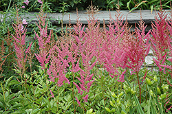 Visions in Pink Chinese Astilbe (Astilbe chinensis 'Visions in Pink') at GardenWorks