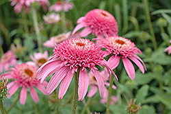 Cone-fections Pink Double Delight Coneflower (Echinacea purpurea 'Pink Double Delight') at GardenWorks