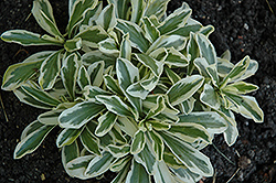 Variegated Alpine Rock Cress (Arabis ferdinandi-coburgi 'Variegata') at GardenWorks
