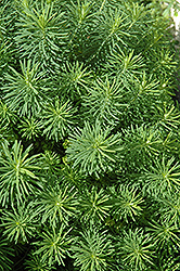 Cypress Spurge (Euphorbia cyparissias) at GardenWorks