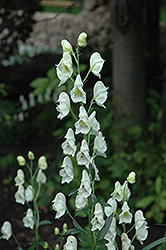 Common White Monkshood (Aconitum napellus 'Album') at GardenWorks