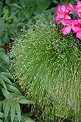 Fiber Optic Grass (Isolepis cernua) at GardenWorks