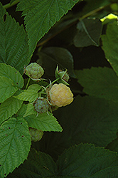 All Gold Raspberry (Rubus 'All Gold') at GardenWorks