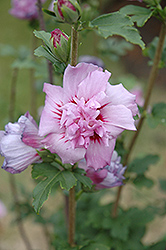 Ardens Rose of Sharon (Hibiscus syriacus 'Ardens') at GardenWorks