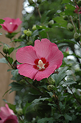 Woodbridge Rose of Sharon (Hibiscus syriacus 'Woodbridge') at GardenWorks