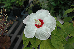 Disco Belle White Hibiscus (Hibiscus moscheutos 'Disco Belle White') at GardenWorks
