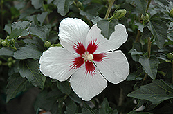 Lil' Kim Rose of Sharon (Hibiscus syriacus 'Antong Two') at GardenWorks