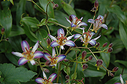 Taipei Silk Toad Lily (Tricyrtis 'Taipei Silk') at GardenWorks