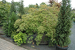 Green Cascade Maple (Acer japonicum 'Green Cascade') at GardenWorks