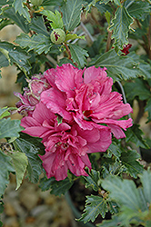 Collie Mullins Rose Of Sharon (Hibiscus syriacus 'Collie Mullins') at GardenWorks