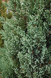 Mountbatten Juniper (Juniperus chinensis 'Mountbatten') at GardenWorks