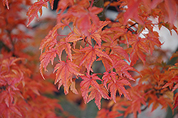 Lions Head Japanese Maple (Acer palmatum 'Shishigashira') at GardenWorks