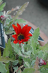 Red Torch African Daisy (Arctotis 'Red Torch') at GardenWorks