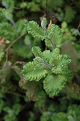 Variegated Curly Wood Sage (Teucrium scorodonia 'Crispum Marginatum') at GardenWorks