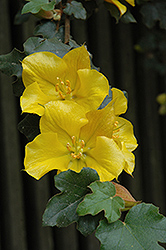 California Glory Fremontodendron (Fremontodendron 'California Glory') at GardenWorks