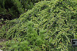 Weeping Cedar of Lebanon (Cedrus libani 'Pendula') at GardenWorks