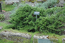 New Blue Tam Juniper (Juniperus sabina 'New Blue Tam') at GardenWorks