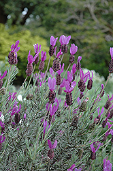 Otto Quast Spanish Lavender (Lavandula stoechas 'Otto Quast') at GardenWorks
