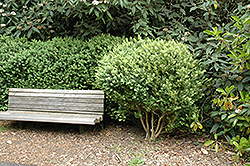 Common Boxwood (Buxus sempervirens) at GardenWorks