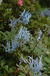 Blue Corydalis (Corydalis flexuosa) at GardenWorks