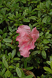 Gumpo Pink Azalea (Rhododendron 'Gumpo Pink') at GardenWorks