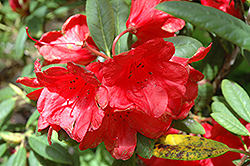 Elizabeth Rhododendron (Rhododendron 'Elizabeth') at GardenWorks