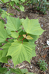 White Tigress Maple (Acer tegmentosum 'White Tigress') at GardenWorks