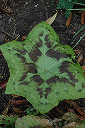 Kaleidoscope Hybrid Mayapple (Podophyllum 'Kaleidoscope') at GardenWorks