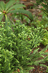 Jindai Sugi Japanese Cedar (Cryptomeria japonica 'Jindai Sugi') at GardenWorks