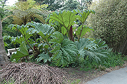 Giant Rhubarb (Gunnera tinctoria) at GardenWorks