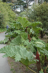 Giant Rhubarb (Gunnera tinctoria) at GardenWorks