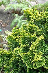 Dwarf Golden Hinoki Falsecypress (Chamaecyparis obtusa 'Nana Aurea') at GardenWorks