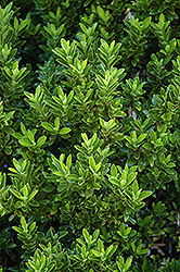 Boxleaf Euonymus (Euonymus japonicus 'Microphyllus') at GardenWorks