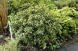 Variegated False Holly (Osmanthus heterophyllus 'Variegatus') at GardenWorks