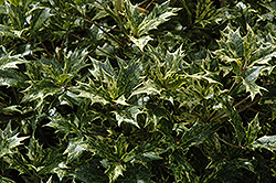 Variegated False Holly (Osmanthus heterophyllus 'Variegatus') at GardenWorks