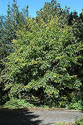 Snakebark Maple (Acer davidii) at GardenWorks
